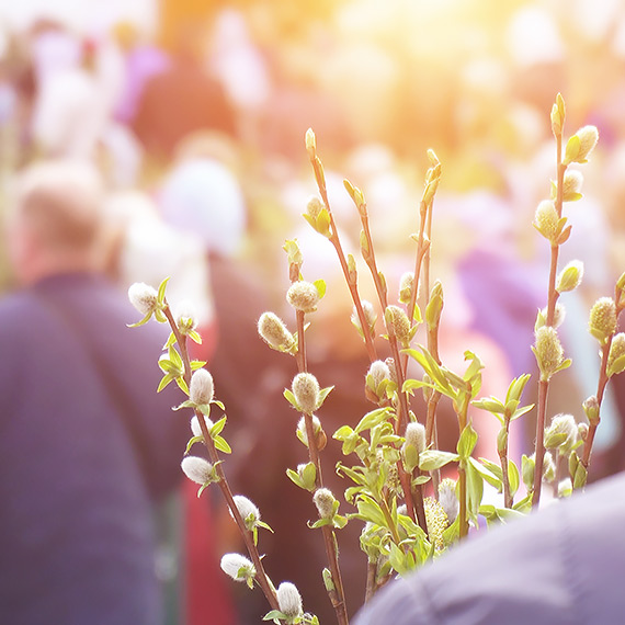 Palmy – symbol męki i nadziei. Dziś zawładną także Świnoujściem!